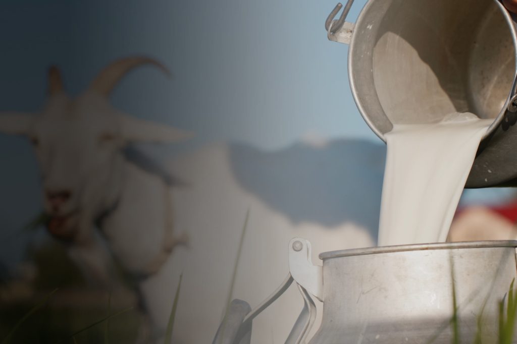 (Susu kambing Etawa, Sumber: Canva)