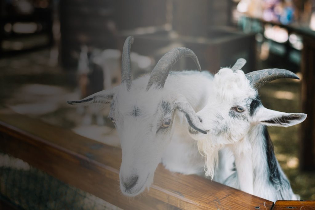(Kambing etawa, Sumber: Freepik)