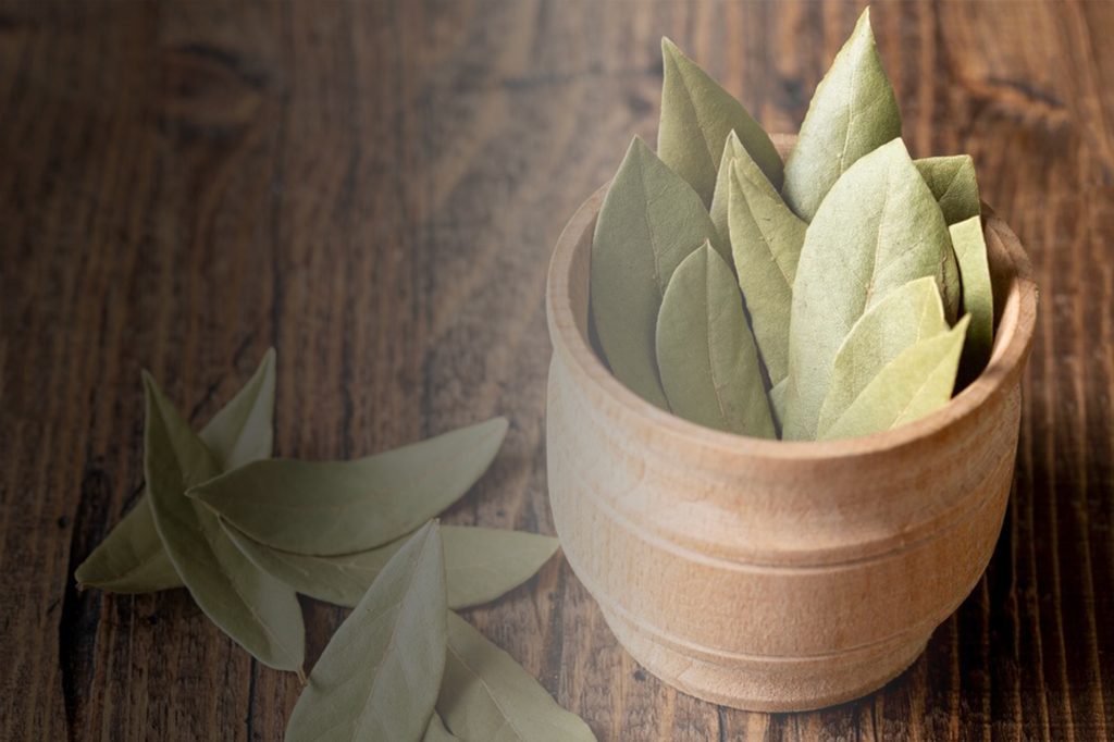 (Daun salam, Sumber: Freepik)