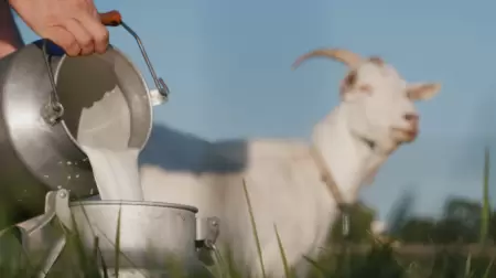 susu kambing etawa