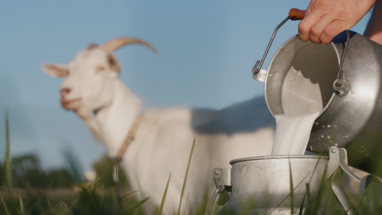 nutrisi susu kambing